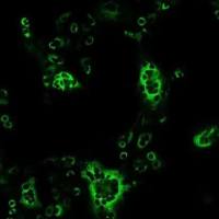 猪流行腹泻病毒（PEDV） S蛋白单抗