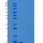 人C-C基序趋化因子18/CCL18/PARC重组蛋白N-6His