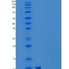 小鼠C-C基序趋化因子3/CCL3/MIP-1a重组蛋白N-6His