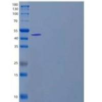 人钙联接蛋白(CLGN)重组蛋白C-6His