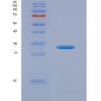 人Carbonic Anhydrase IV (CA4)重组蛋白