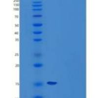 人胶质细胞系来源神经营养因子(GDNF)重组蛋白
