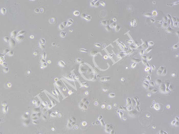 小鼠结膜上皮细胞丨小鼠原代细胞丨逸漠(immocell)