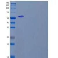 人核糖核酸酶A1(RNASE1)重组蛋白C-6His