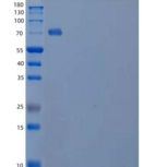 人信号素4B(SEMA4B)重组蛋白C-6His
