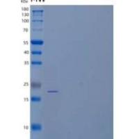 小鼠TNF-Like 1/TL1A/TNFSF15重组蛋白