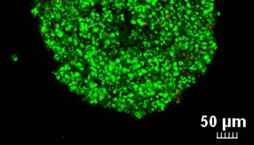 类器官原位活死染色实验攻略