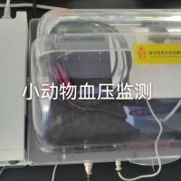 大鼠无创血压检测实验
