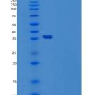 人组织蛋白酶L2/CTSL2重组蛋白C-6His
