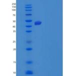 小鼠羧肽酶A4(CPA4)重组蛋白C-6His