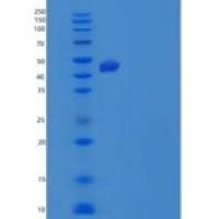 小鼠羧肽酶A4(CPA4)重组蛋白C-6His