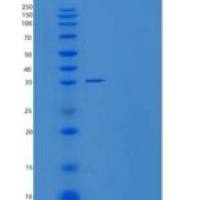 小鼠组织蛋白酶H(CTSH)重组蛋白