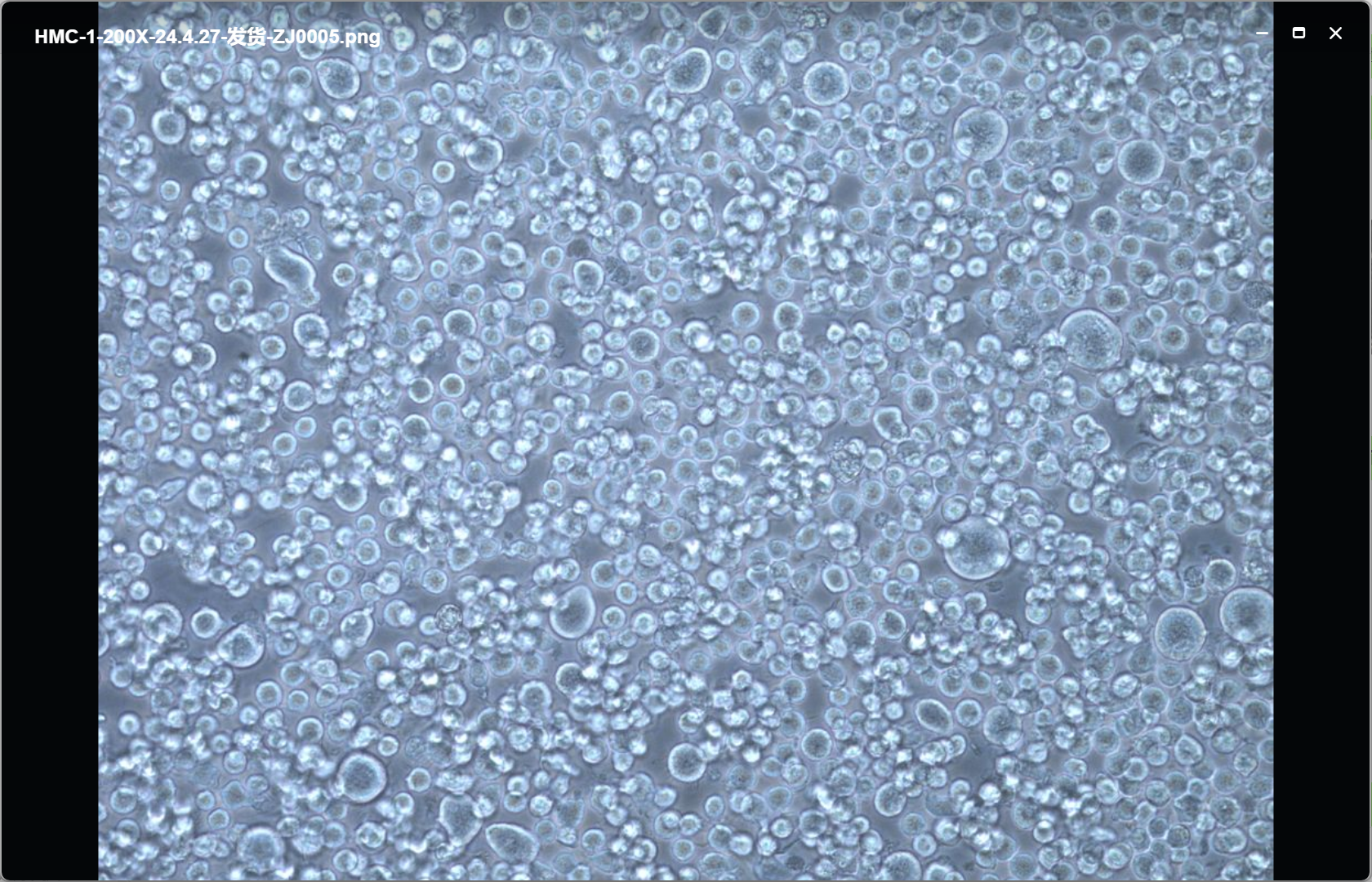 HMC-1人肥大细胞在研究过敏反应机制中的应用