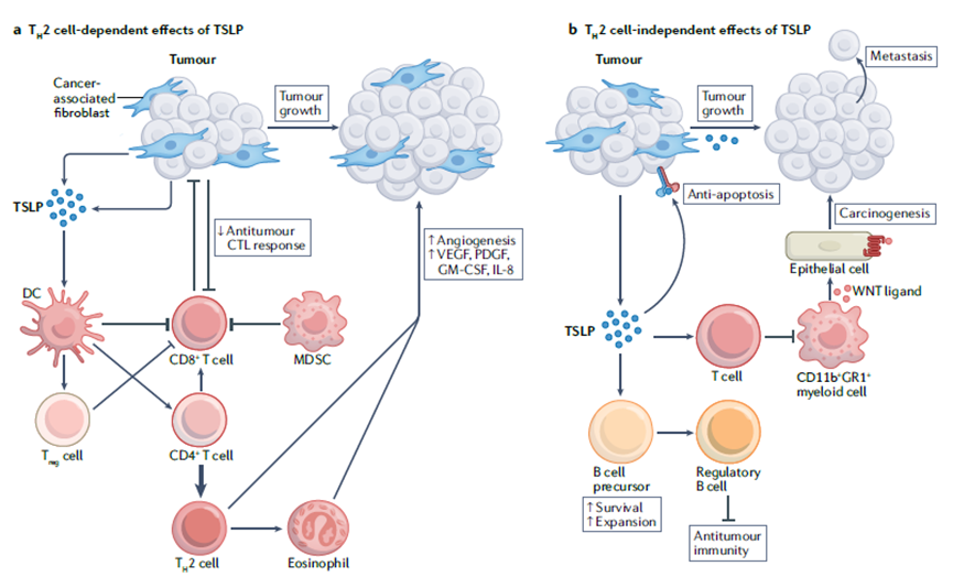 胸腺基质淋巴细胞生成素(TSLP）在过敏和其他疾病中的作用