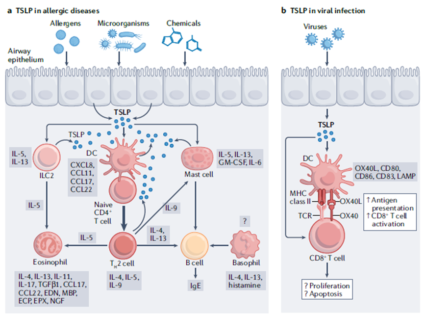 胸腺基质淋巴细胞生成素(TSLP）在过敏和其他疾病中的作用