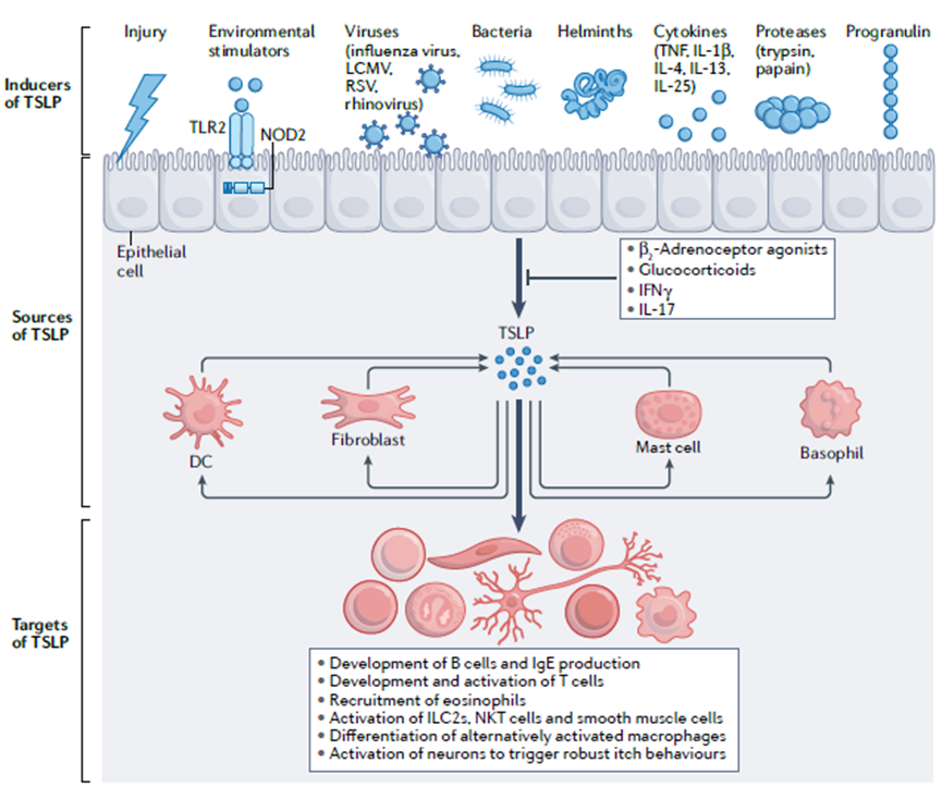胸腺基质淋巴细胞生成素(TSLP）在过敏和其他疾病中的作用