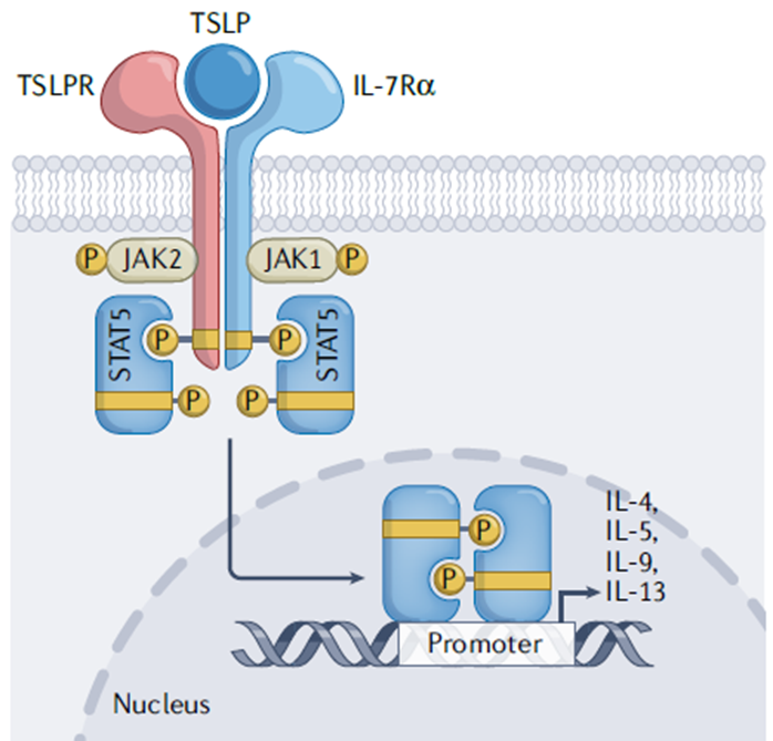 胸腺基质淋巴细胞生成素(TSLP）在过敏和其他疾病中的作用