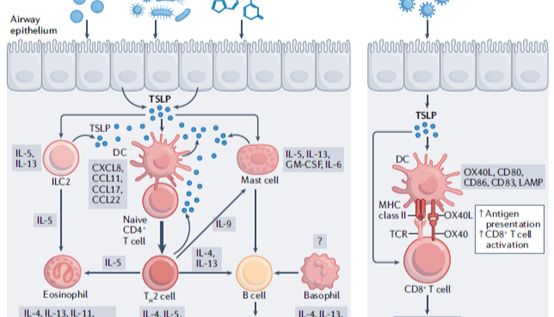 胸腺基质淋巴细胞生成素(TSLP）在过敏和其他疾病中的作用