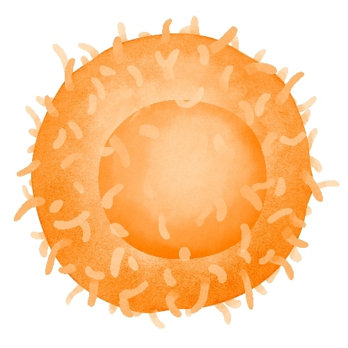 体内研究抗体金标准-BioXCell抗体限时特惠！