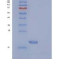 人MAGOH重组蛋白His tag