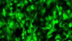 干货分享 | 双荧光素酶实验的应用，你都知道哪些？