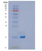 小鼠多效蛋白/ PTN / HB-GAM重组蛋白
