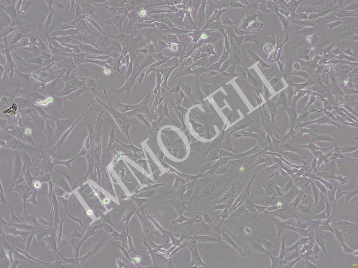 小鼠视网膜muller细胞丨小鼠原代细胞丨逸漠(immoce