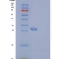 人IgG1-Fc重组蛋白103 Cys/Ser