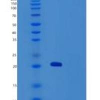 人谷胱甘肽过氧化酶7(GPX7)重组蛋白Fc tag