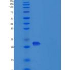 小鼠细胞间粘附分子2(ICAM2)重组蛋白