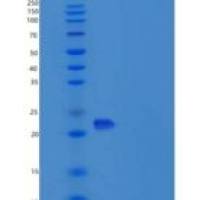小鼠细胞间粘附分子2(ICAM2)重组蛋白
