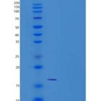 小鼠CD302 / CLEC13A重组蛋白His tag