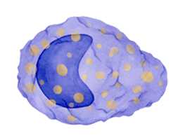 体内研究抗体金标准-BioXCell抗体限时特惠！