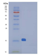 小鼠CTLA4 / CD152重组蛋白His tag