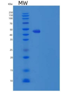 小鼠色素上皮衍生因子(PEDF)重组蛋白His Tag