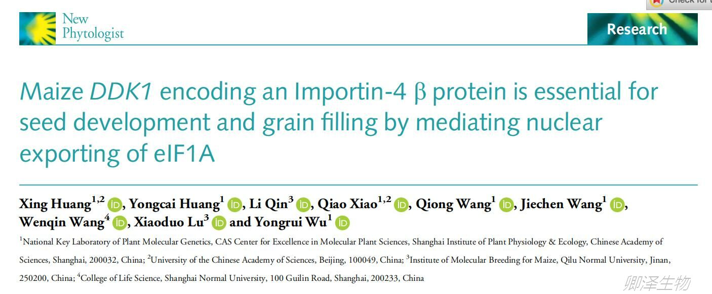 客户文章 | 巫永睿研究组合作研究揭示核转运蛋白参与调控玉米籽粒发育新机制