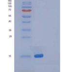 小鼠多效蛋白/ PTN / HB-GAM重组蛋白