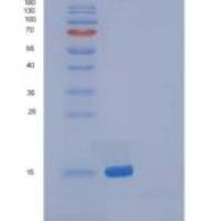 小鼠多效蛋白/ PTN / HB-GAM重组蛋白