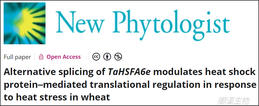 New Phytol. | 小麦热应激研究中Polysome profiling技术应用