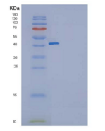 人GITR / TNFRSF18重组蛋白Fc tag