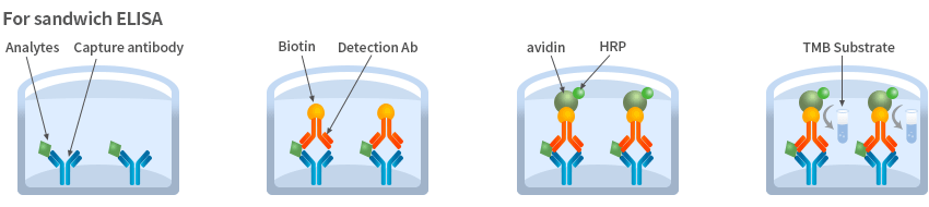 人SARS-CoV-2 S糖蛋白RBD(SARS-CoV-2