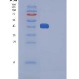 小鼠CTLA4 / CD152重组蛋白Fc tag