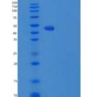 小鼠色素上皮衍生因子(PEDF)重组蛋白His Tag