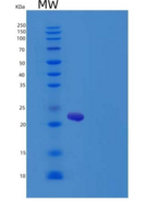 大鼠白介素6(IL6)重组蛋白