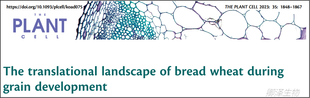 Plant Cell.  小麦籽粒发育过程中翻译调控研究