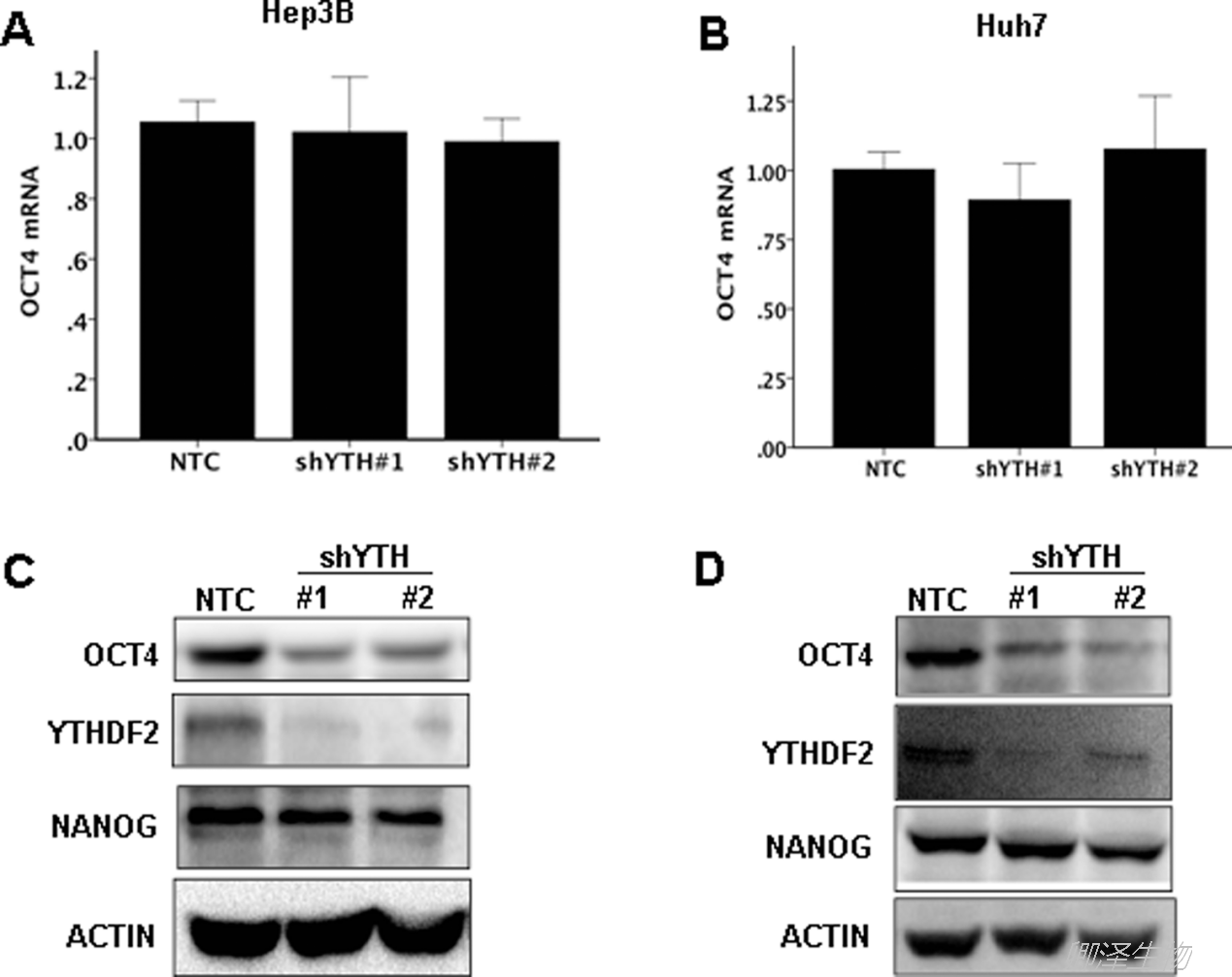 Oncogene 肝癌转移m6A修饰研究中Polysome profiling技术应用_企业动态_丁香通