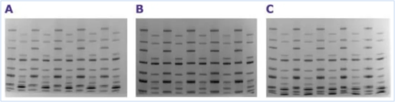 mPAGE® Lux SDS-PAGE制胶系统