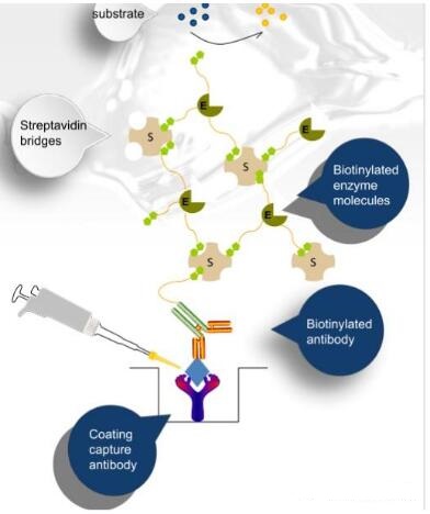 ELISA实验标准曲线问题解析