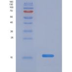 大鼠半乳糖凝集素1(GAL1)重组蛋白