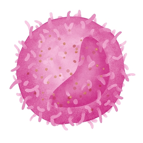 体内研究抗体金标准-BioXCell抗体限时特惠！